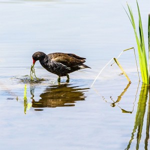 Faune Parc